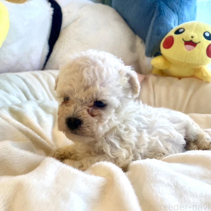 商談中の東京都のビションプー:ビションフリーゼ×トイプードル-430961の39枚目