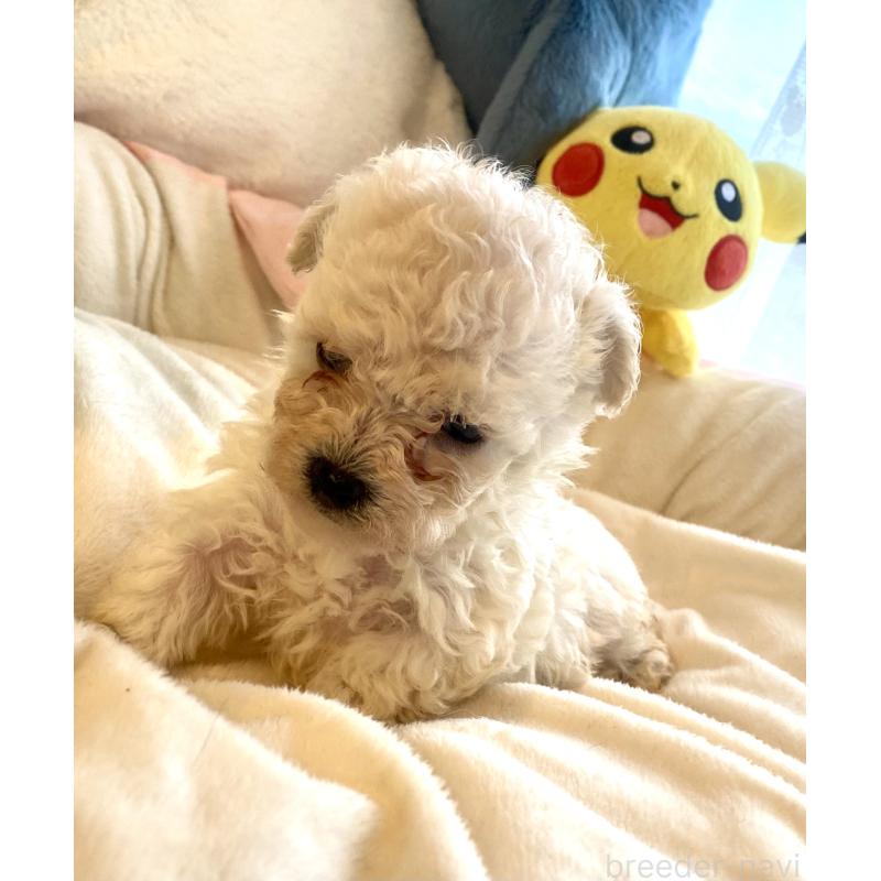 商談中の東京都のビションプー:ビションフリーゼ×トイプードル-430961の38枚目