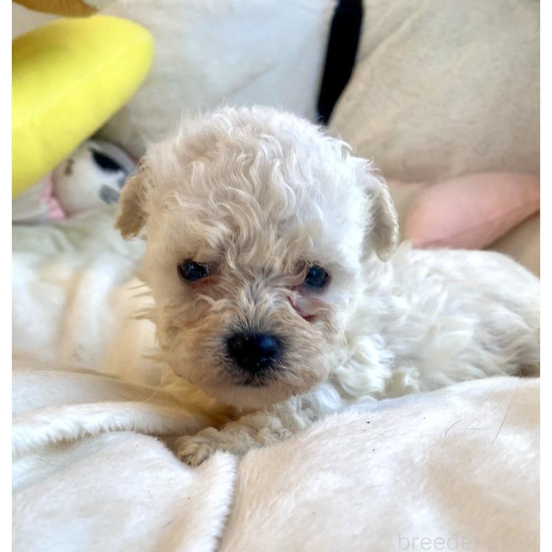 販売中の東京都のビションプー:ビションフリーゼ×トイプードル-430961