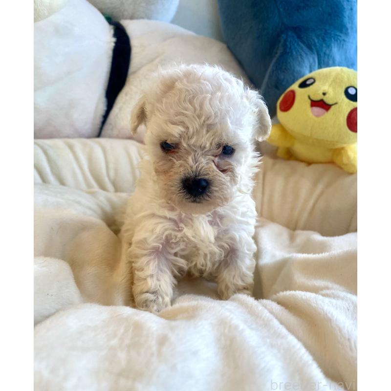 商談中の東京都のビションプー:ビションフリーゼ×トイプードル-430961の35枚目