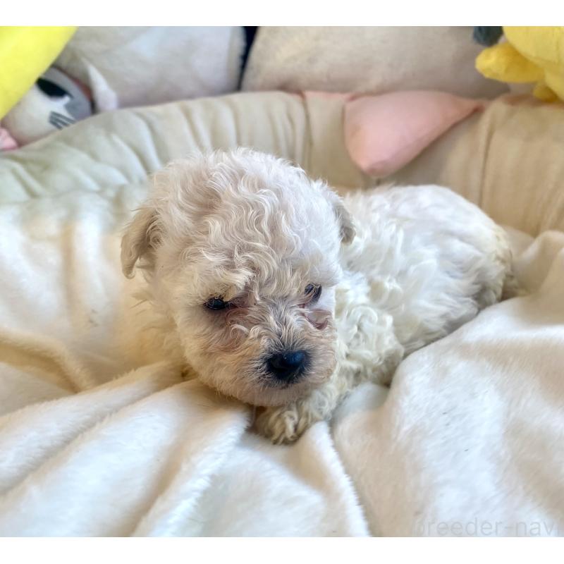 商談中の東京都のビションプー:ビションフリーゼ×トイプードル-430961の34枚目