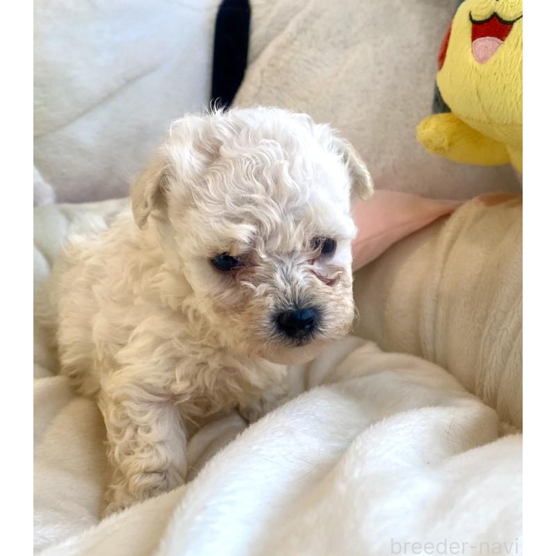 商談中の東京都のビションプー:ビションフリーゼ×トイプードル-430961の33枚目