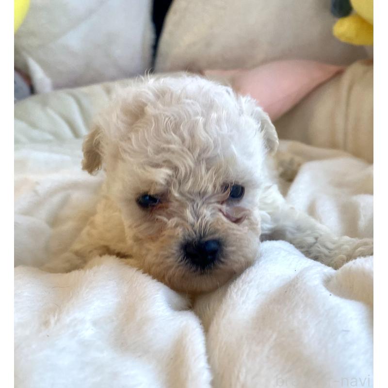 商談中の東京都のビションプー:ビションフリーゼ×トイプードル-430961の32枚目