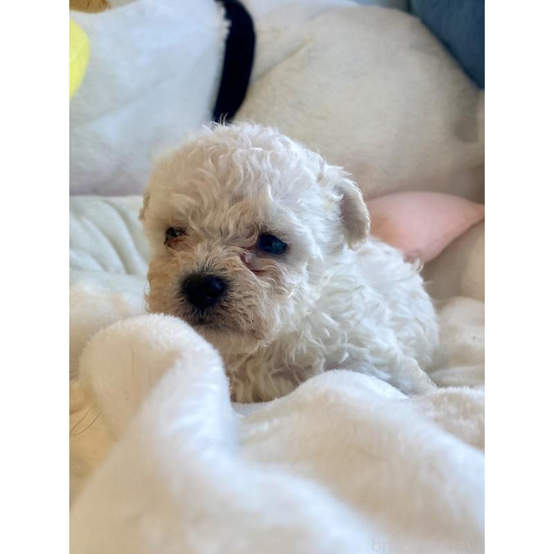 商談中の東京都のビションプー:ビションフリーゼ×トイプードル-430961の31枚目