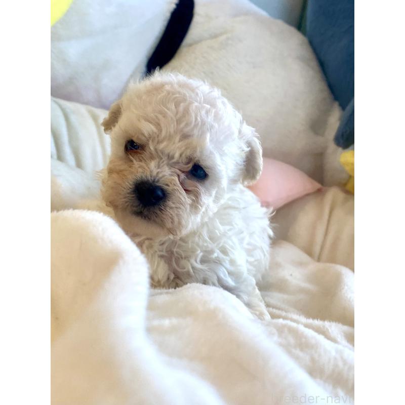 商談中の東京都のビションプー:ビションフリーゼ×トイプードル-430961の30枚目