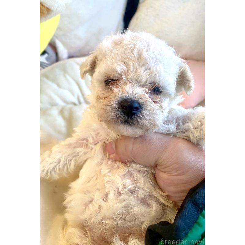 商談中の東京都のビションプー:ビションフリーゼ×トイプードル-430961の28枚目