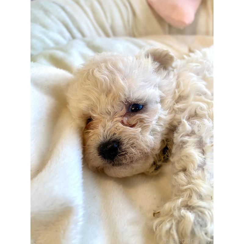 商談中の東京都のビションプー:ビションフリーゼ×トイプードル-430961の27枚目