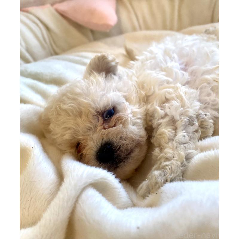 商談中の東京都のビションプー:ビションフリーゼ×トイプードル-430961の26枚目