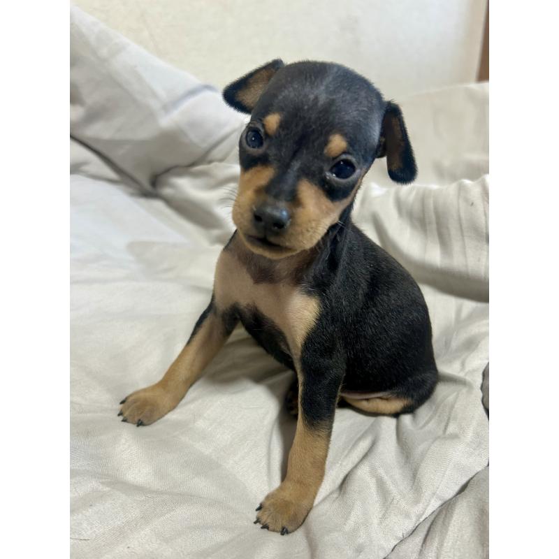 販売中の静岡県のミニチュアピンシャー(ミニピン)-432765の8枚目