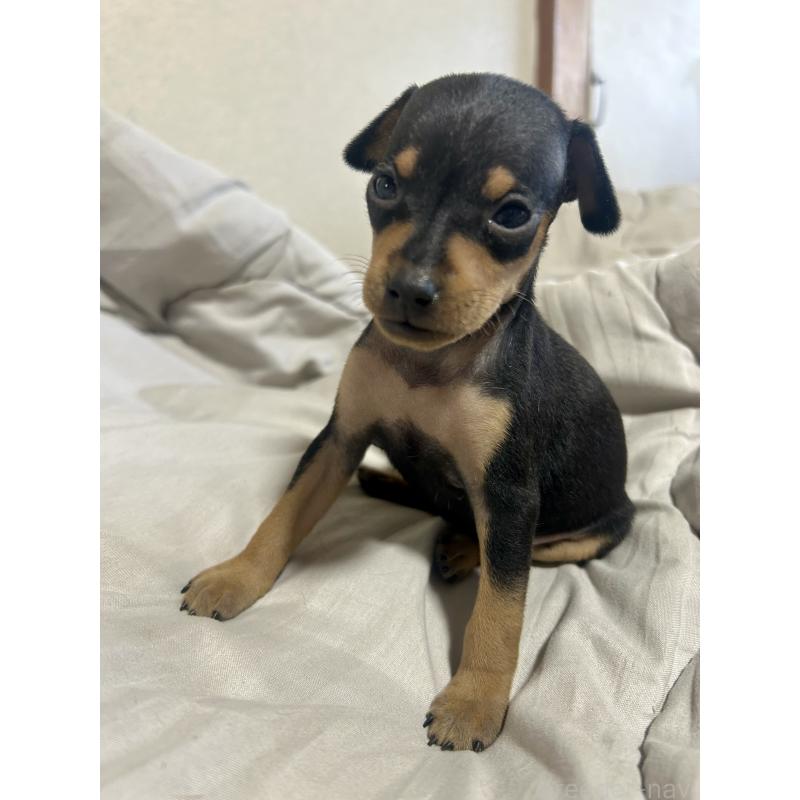 販売中の静岡県のミニチュアピンシャー(ミニピン)-432765