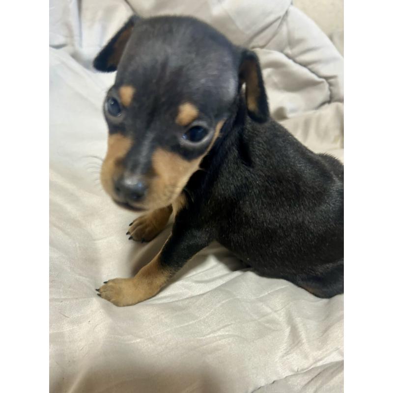 販売中の静岡県のミニチュアピンシャー(ミニピン)-432765の7枚目