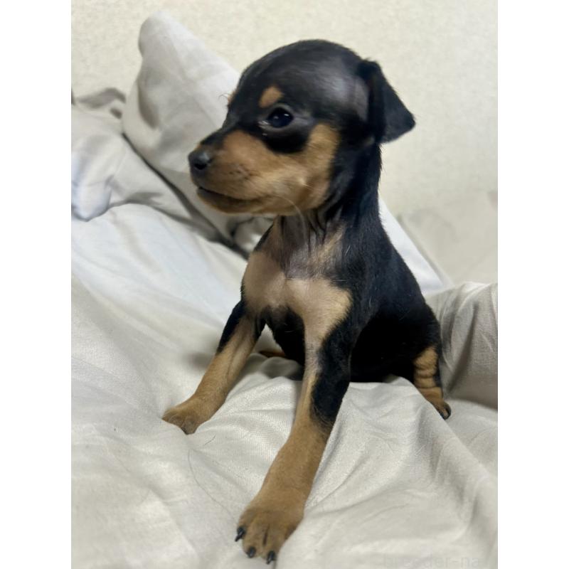 販売中の静岡県のミニチュアピンシャー(ミニピン)-432765の6枚目