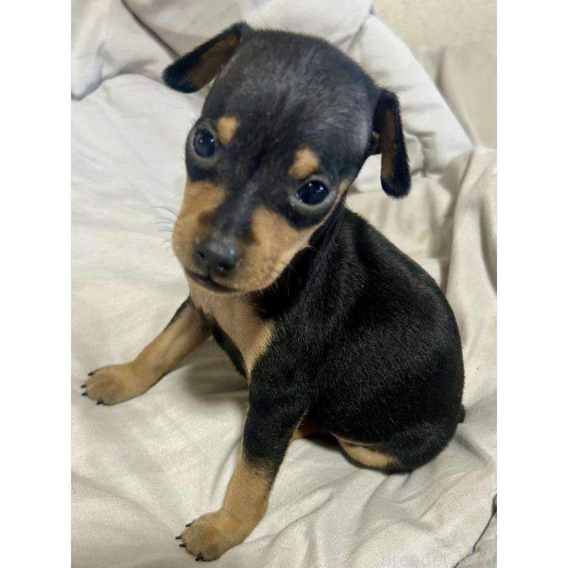 販売中の静岡県のミニチュアピンシャー(ミニピン)-432765の5枚目