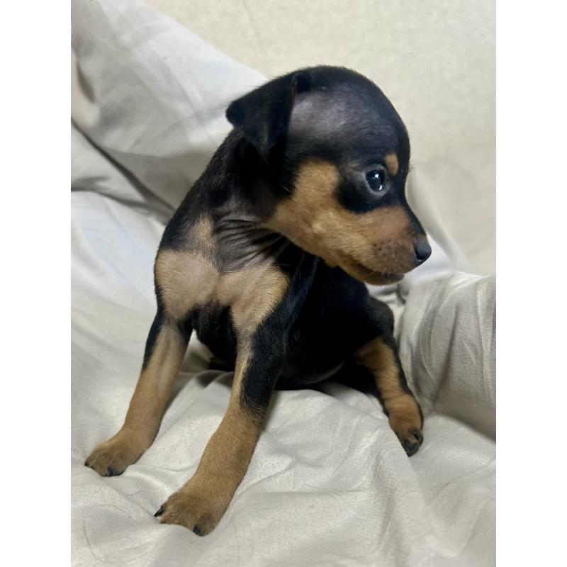 販売中の静岡県のミニチュアピンシャー(ミニピン)-432765の4枚目