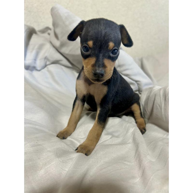 販売中の静岡県のミニチュアピンシャー(ミニピン)-432765の3枚目