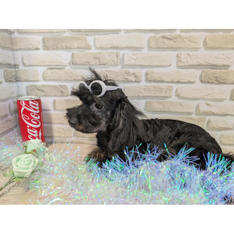 販売中の茨城県のタイニープードル-414537の4枚目