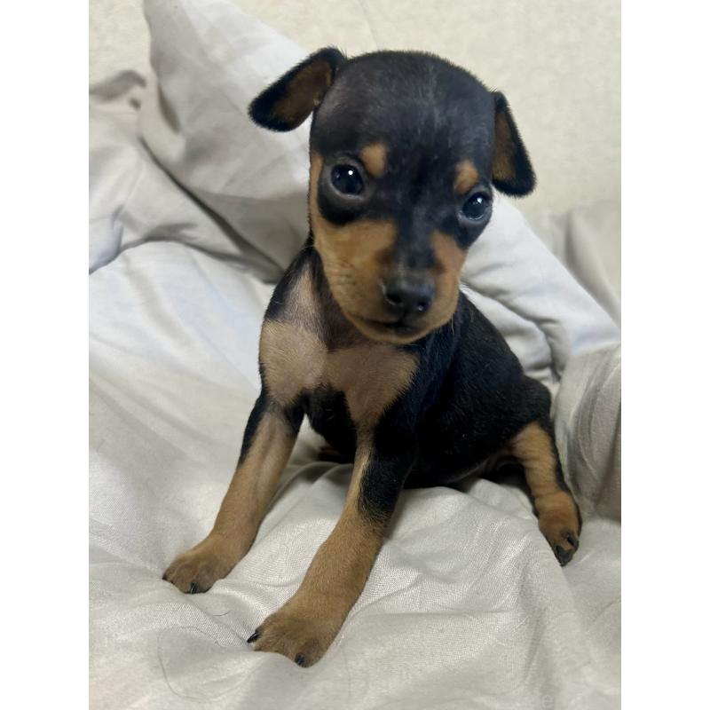 販売中の静岡県のミニチュアピンシャー(ミニピン)-432765の2枚目