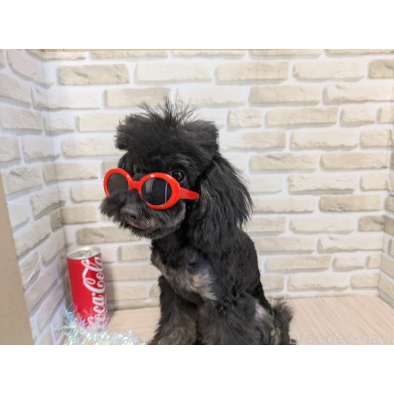 販売中の茨城県のタイニープードル-414537の3枚目