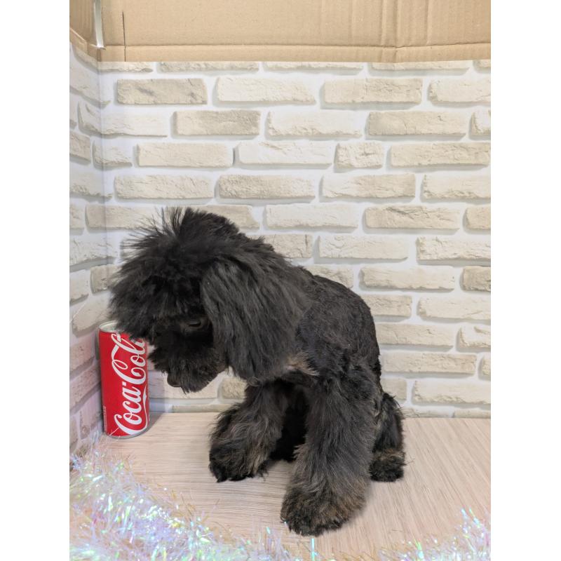 販売中の茨城県のタイニープードル-414537の2枚目