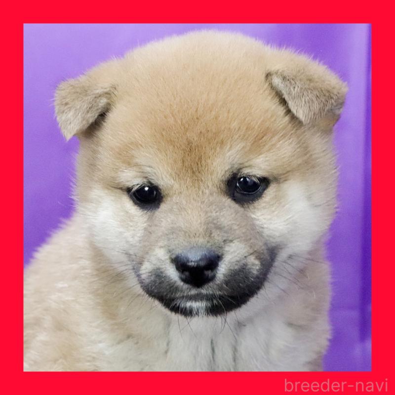 販売中の愛知県の柴犬-430990