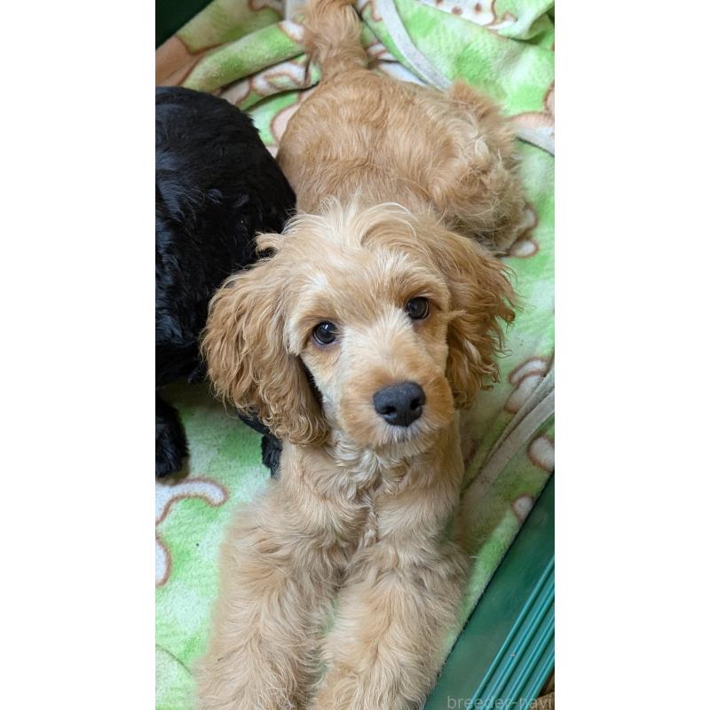 商談中の愛知県のコッカプー:アメリカンコッカースパニエル×トイプードル-416626の12枚目