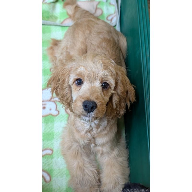 商談中の愛知県のコッカプー:アメリカンコッカースパニエル×トイプードル-416626の10枚目