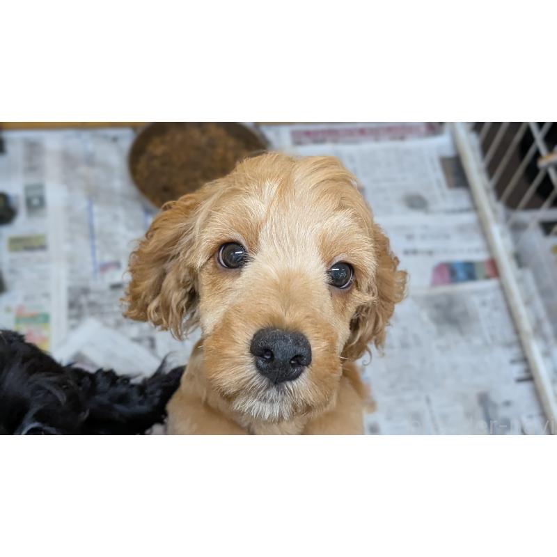 商談中の愛知県のコッカプー:アメリカンコッカースパニエル×トイプードル-416626の9枚目