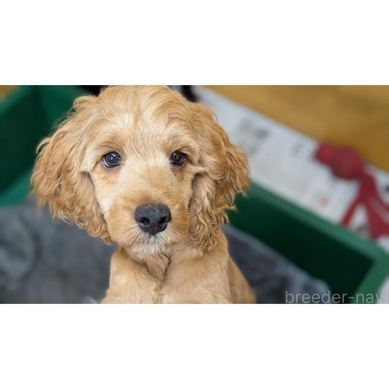 商談中の愛知県のコッカプー:アメリカンコッカースパニエル×トイプードル-416626の8枚目