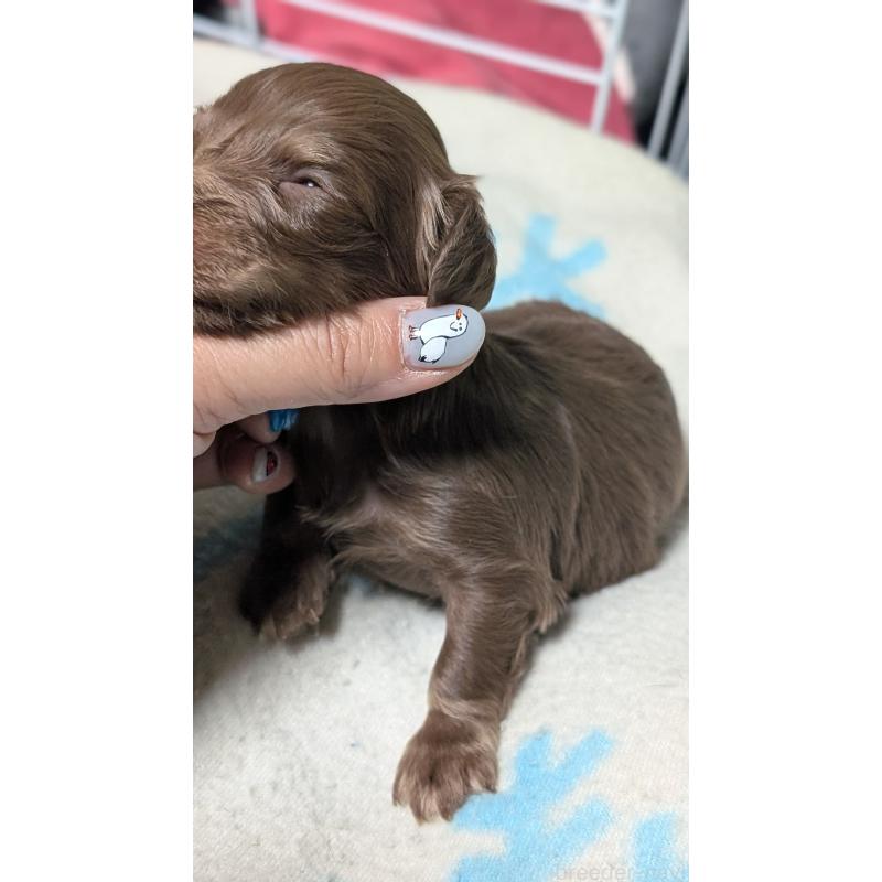 販売中の愛知県のミニチュアダックスフンド(ロングヘアード)-432933の13枚目