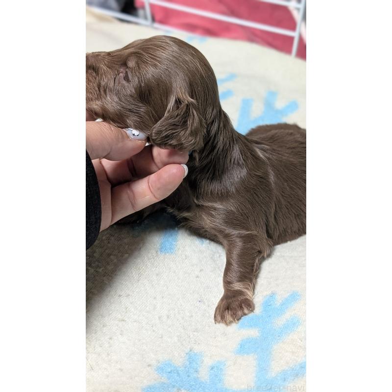 販売中の愛知県のミニチュアダックスフンド(ロングヘアード)-432933の9枚目