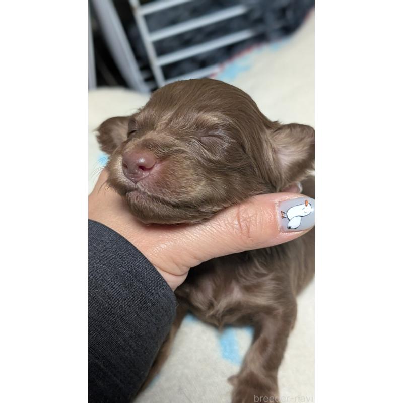 販売中の愛知県のミニチュアダックスフンド(ロングヘアード)-432933の7枚目