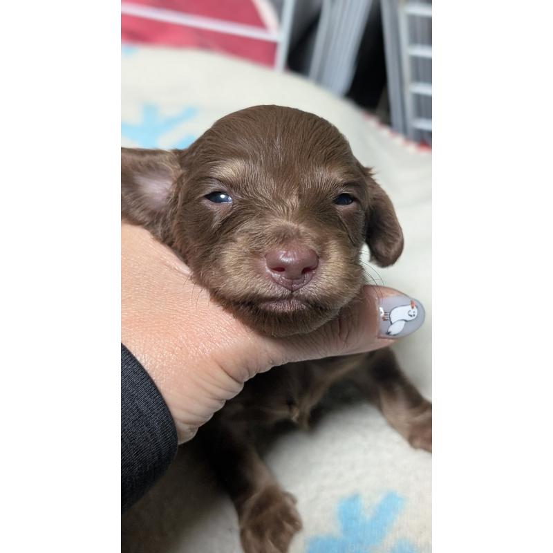 販売中の愛知県のミニチュアダックスフンド(ロングヘアード)-432933の6枚目