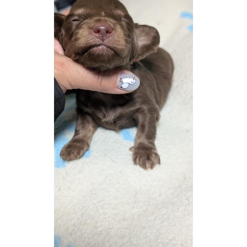 販売中の愛知県のミニチュアダックスフンド(ロングヘアード)-432933の5枚目