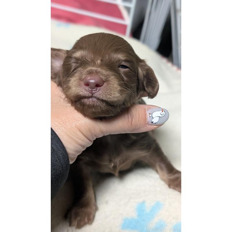 販売中の愛知県のミニチュアダックスフンド(ロングヘアード)-432933の4枚目