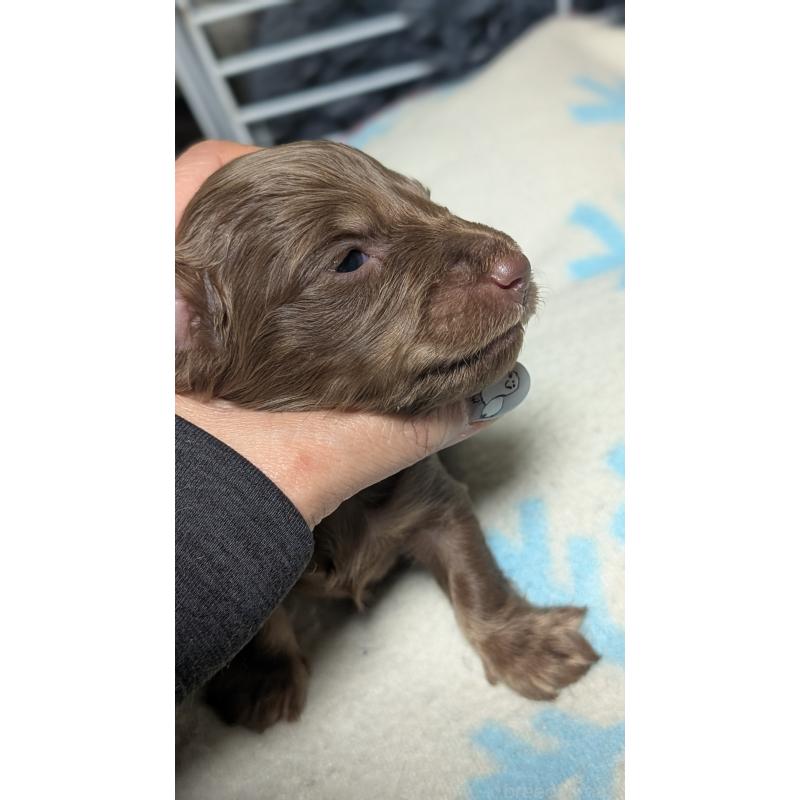 販売中の愛知県のミニチュアダックスフンド(ロングヘアード)-432933の3枚目