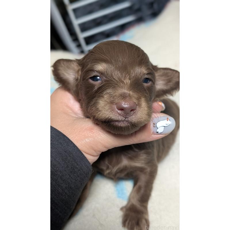 販売中の愛知県のミニチュアダックスフンド(ロングヘアード)-432933の2枚目