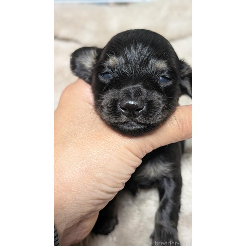 販売中の愛知県のミニチュアダックスフンド(ロングヘアード)-432934の12枚目