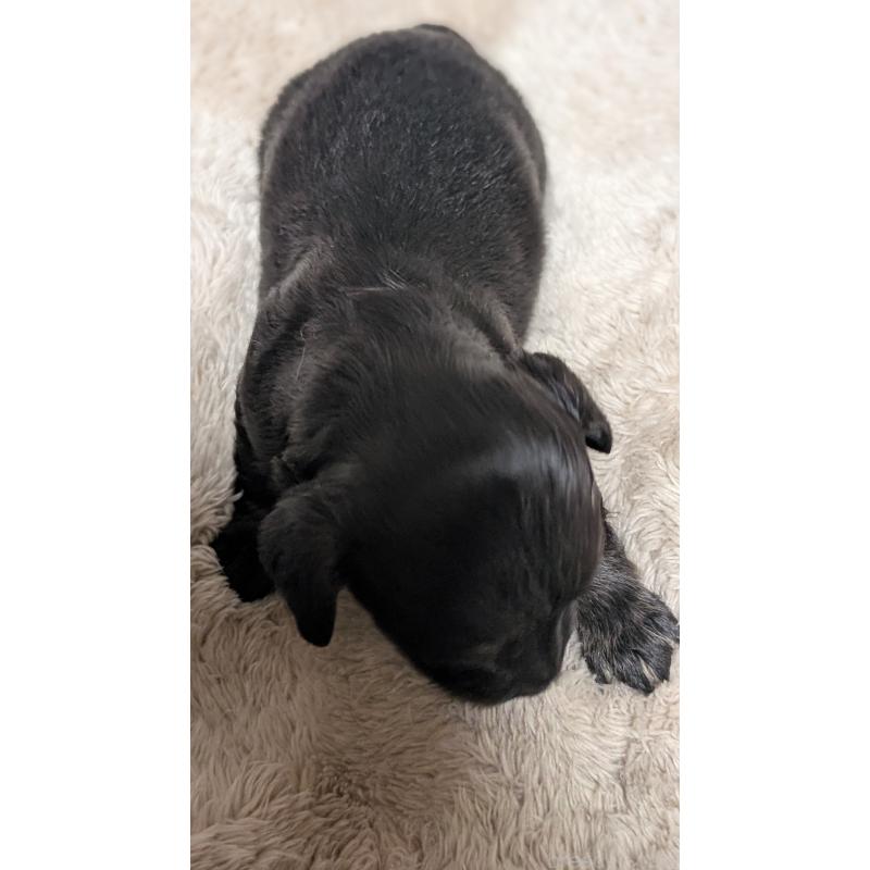 販売中の愛知県のミニチュアダックスフンド(ロングヘアード)-432934の11枚目