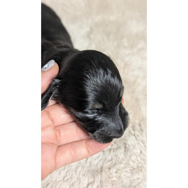 販売中の愛知県のミニチュアダックスフンド(ロングヘアード)-432934の10枚目