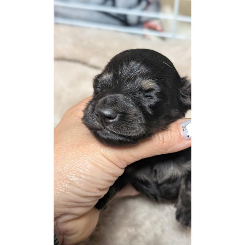 販売中の愛知県のミニチュアダックスフンド(ロングヘアード)-432934の9枚目