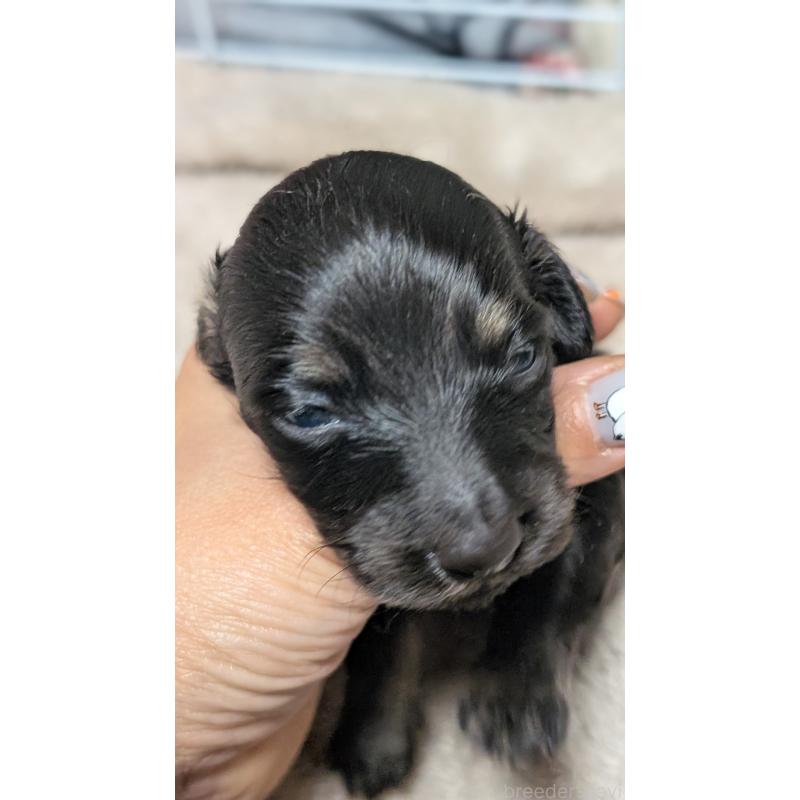 販売中の愛知県のミニチュアダックスフンド(ロングヘアード)-432934の8枚目