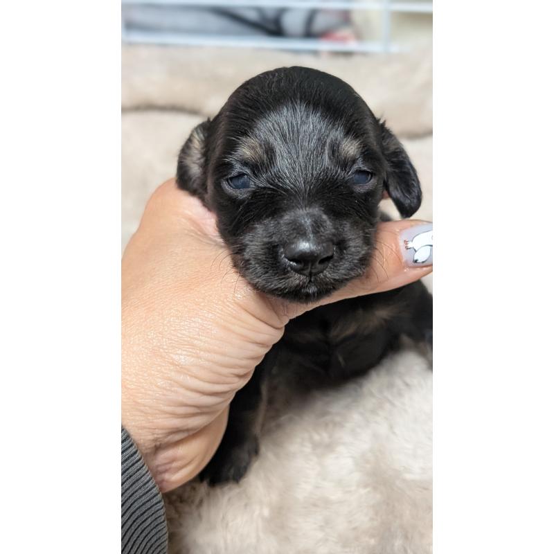 販売中の愛知県のミニチュアダックスフンド(ロングヘアード)-432934の7枚目