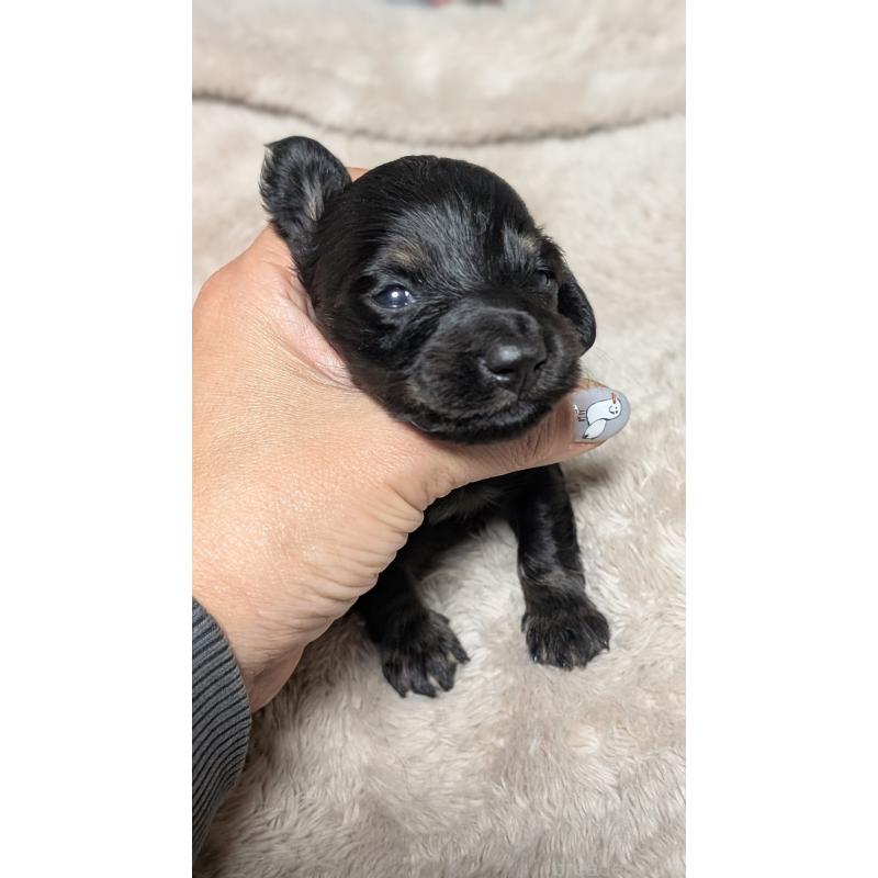 販売中の愛知県のミニチュアダックスフンド(ロングヘアード)-432934の6枚目