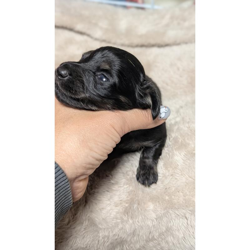 販売中の愛知県のミニチュアダックスフンド(ロングヘアード)-432934の4枚目