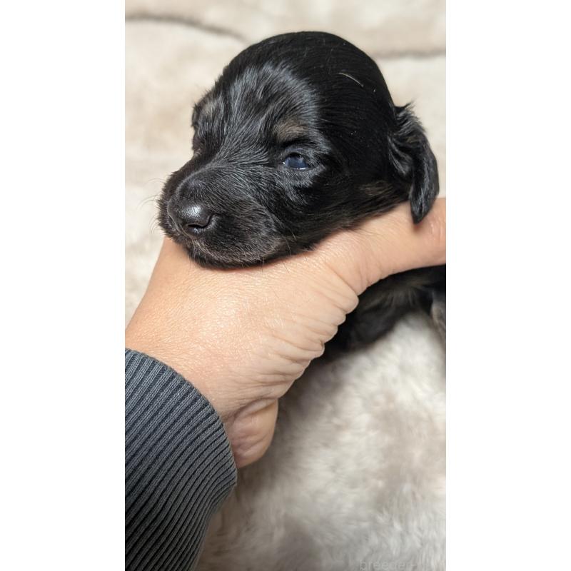 販売中の愛知県のミニチュアダックスフンド(ロングヘアード)-432934の3枚目