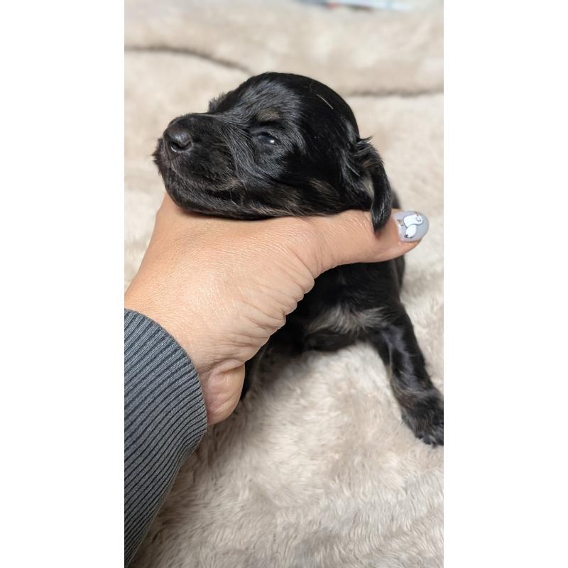 販売中の愛知県のミニチュアダックスフンド(ロングヘアード)-432934の2枚目