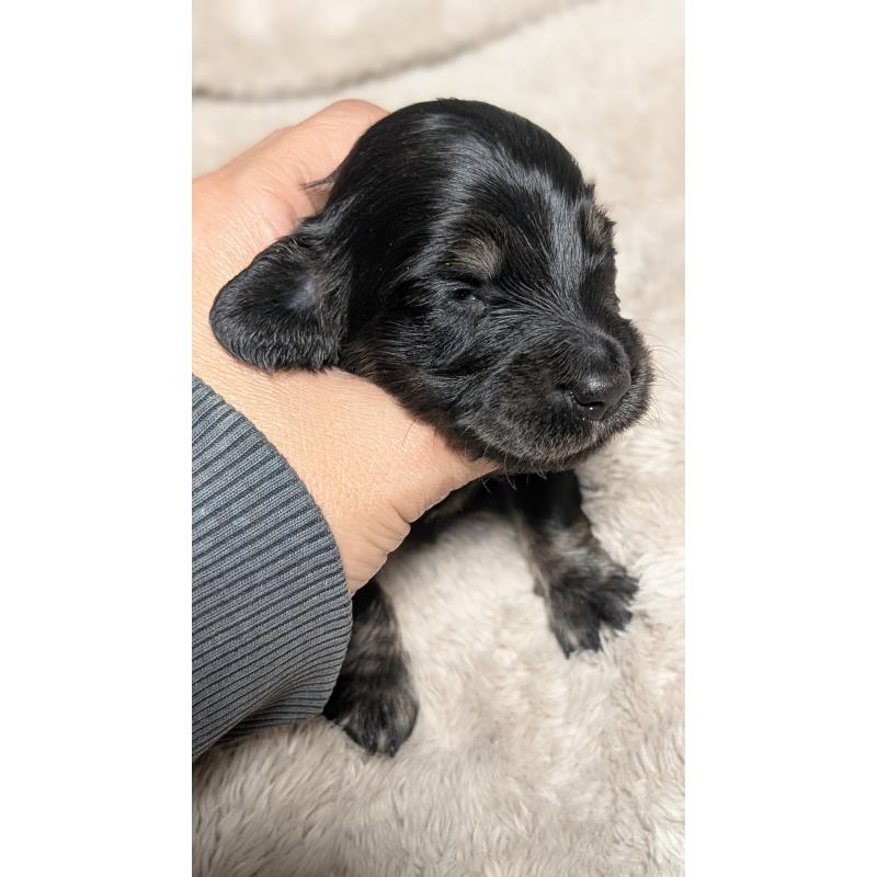 販売中の愛知県のミニチュアダックスフンド(ロングヘアード)-432935の10枚目