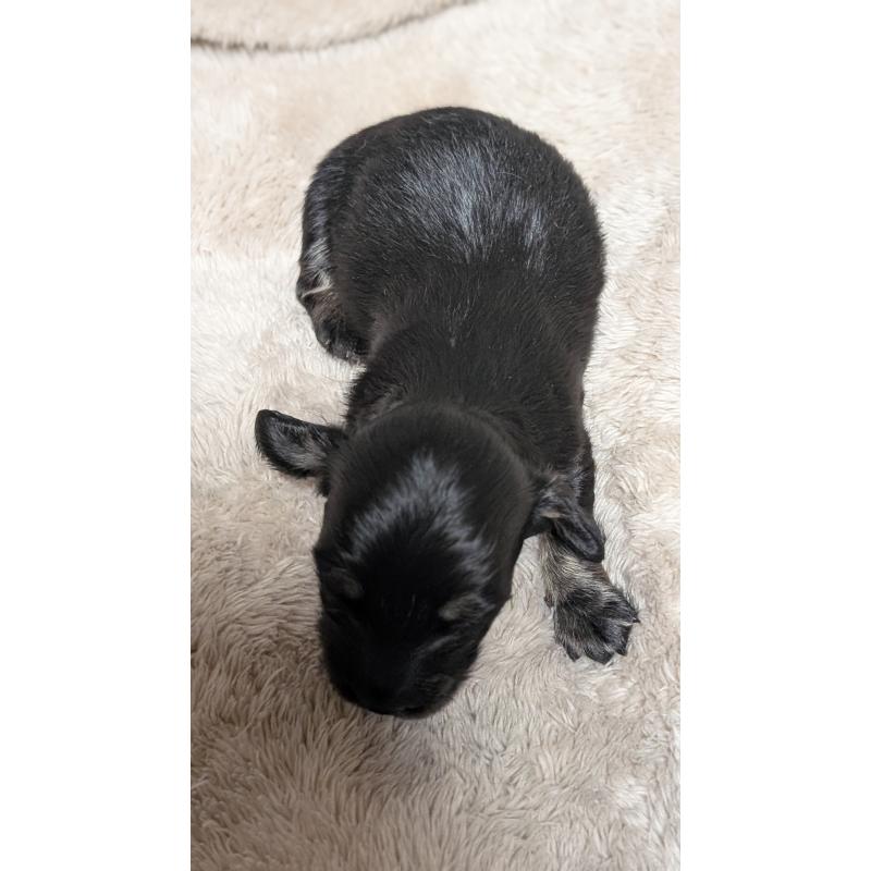 販売中の愛知県のミニチュアダックスフンド(ロングヘアード)-432935の9枚目