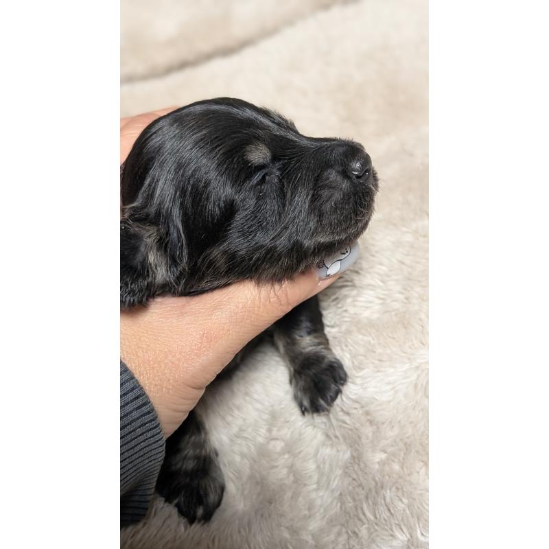 販売中の愛知県のミニチュアダックスフンド(ロングヘアード)-432935の8枚目