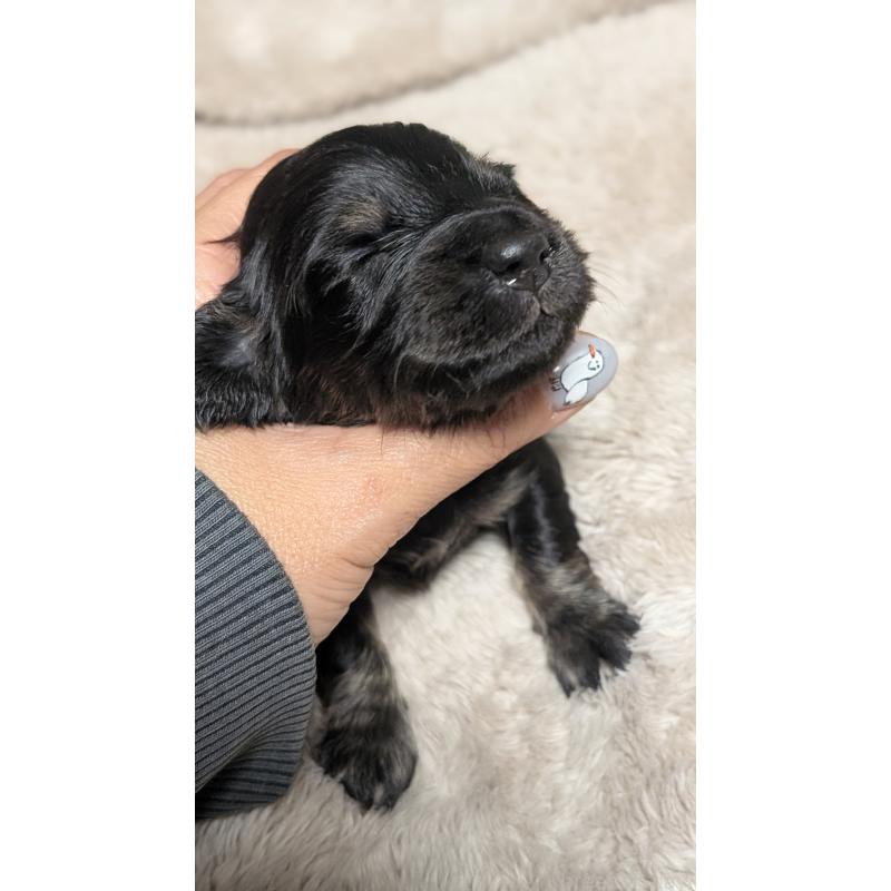 販売中の愛知県のミニチュアダックスフンド(ロングヘアード)-432935の7枚目